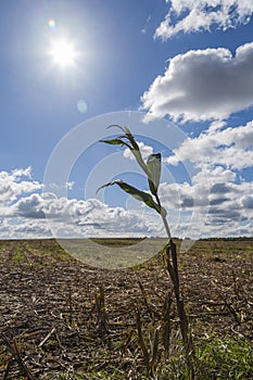 Corn field in drought.