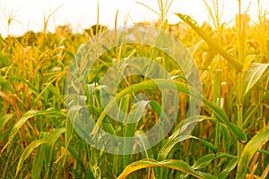 Corn field dry dead with sunlight in harvest season