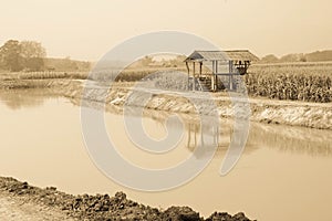 Corn field in dry season, Thailand