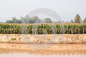 Corn field in dry season, Thailand