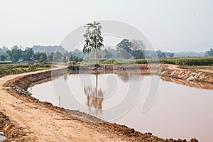 Corn field in dry season, Thailand