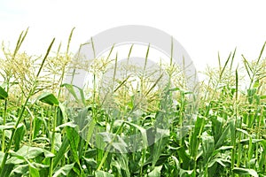 Corn field photo