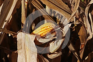 Corn in the field