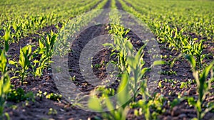 Corn field in early summer