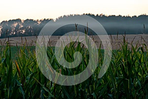 Corn field in an ecologically clean area. Tall green corn stalks close-up. Growing corn on an industrial scale