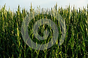 Corn field in an ecologically clean area. Tall green corn stalks close-up. Growing corn on an industrial scale