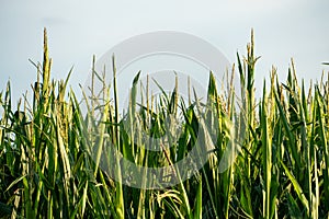 Corn field in an ecologically clean area. Tall green corn stalks close-up. Growing corn on an industrial scale