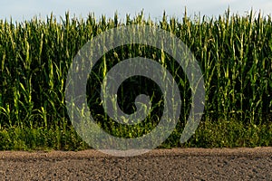 Corn field in an ecologically clean area. Tall green corn stalks close-up. Growing corn on an industrial scale