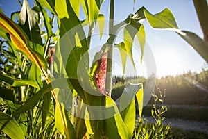 Corn field in the evening sun: corn almost ready for the harvest