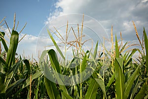 Corn field in the evening sun: corn almost ready for the harvest