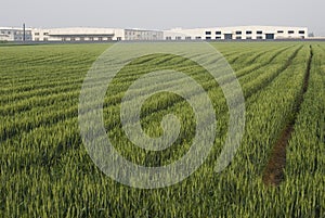 Corn field and factory