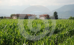 Corn Field and Farm 1