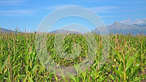 Corn field or farm, closeup detail to crop tops, mountains in background, camera slide slowly, mount Krivan peak - Slovak symbol