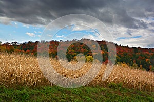 Corn field farm in fall season