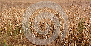 Corn field farm in fall season