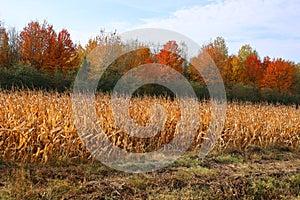 Corn field farm in fall season