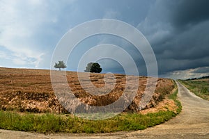 Corn field and farm lane
