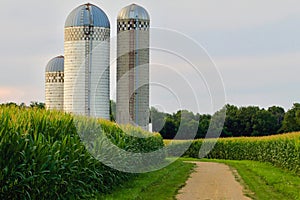 Corn Field Farm Silo