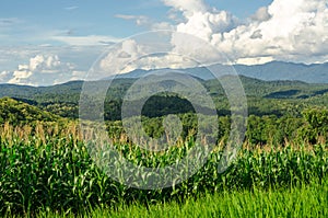 Corn field in farmland on plateau,Thailand