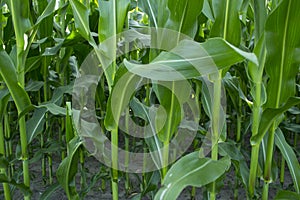 Corn field in farmland at summer.