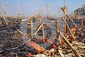 Corn Field Fire - Burning Biomass