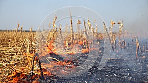 Corn Field Fire - Burning Stalks