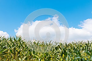 Corn field in France