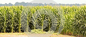 Corn field Glistening In the Evening Sun