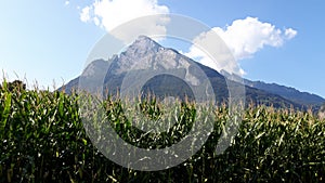 Corn field with Gonzen mountain background