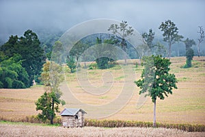 Corn field