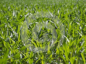 European Dairy Farm, Barn by Field of Corn