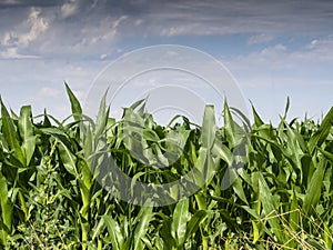 European Dairy Farm, Barn by Field of Corn