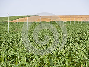 European Dairy Farm, Barn by Field of Corn