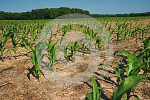 Corn field growing