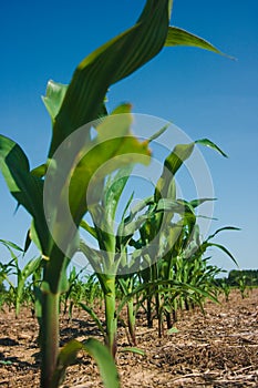 Corn field growing
