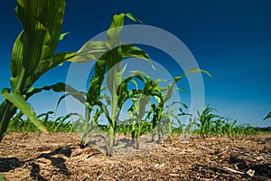 Corn field growing