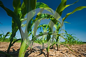 Corn field growing