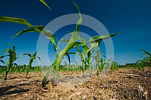 Corn field growing