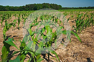 Corn field growing