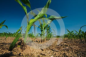 Corn field growing