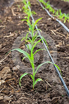 Corn field growing with drip irrigation