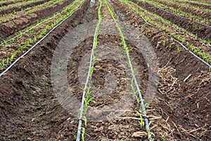 Corn field growing with drip irrigation photo