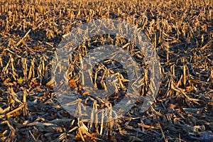 Corn Field after harvest