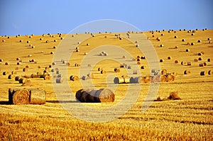 Corn field after harvest