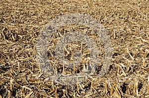 Corn Field After Harvest