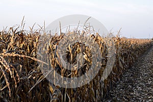 Corn field before harvest in autumn