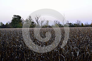 Corn field before harvest in autumn