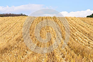 Corn field after harvest in autumn