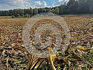 Corn field after harvest.