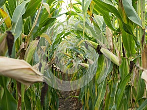 Corn field before harvest. Ripe corn cobs in row behind. Detail view submerged between corn.